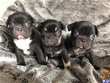 french bulldog puppy posted by COUTURE WEST FRENCHIES